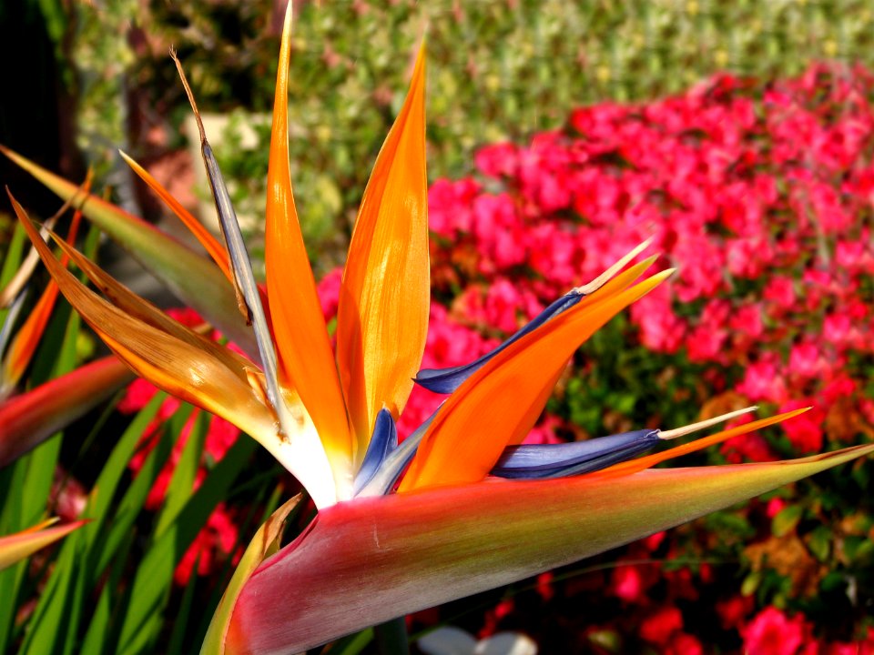 bird of paradise photo