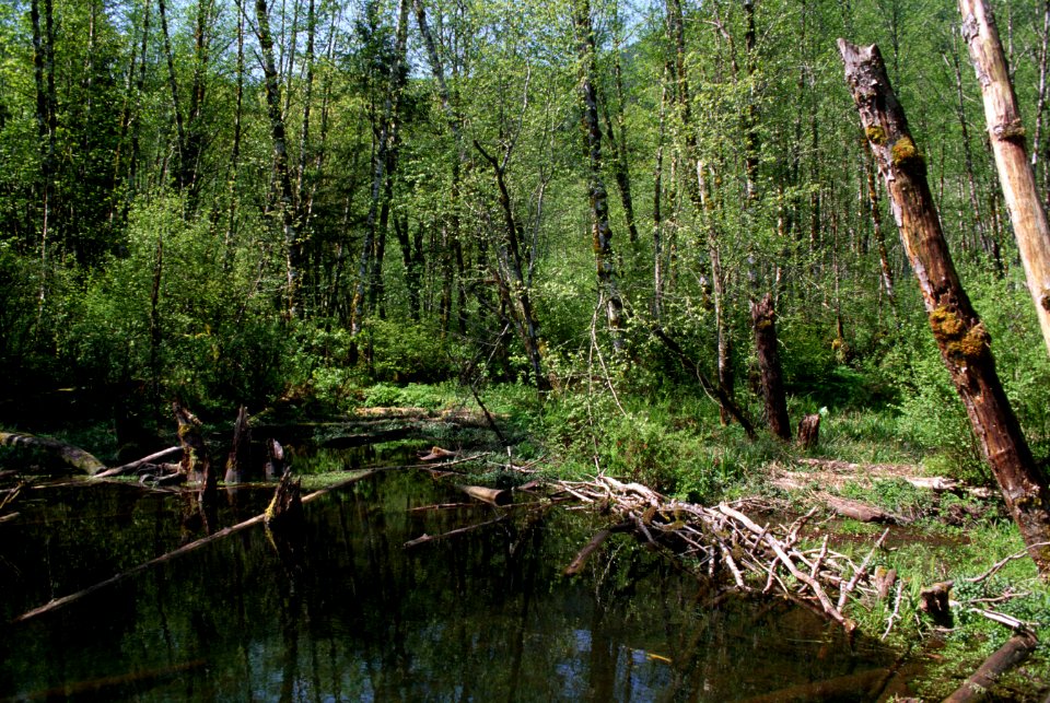 Mt Hood Natural Forest, Wildwood Recreation Site, BLM, wetland.jpg