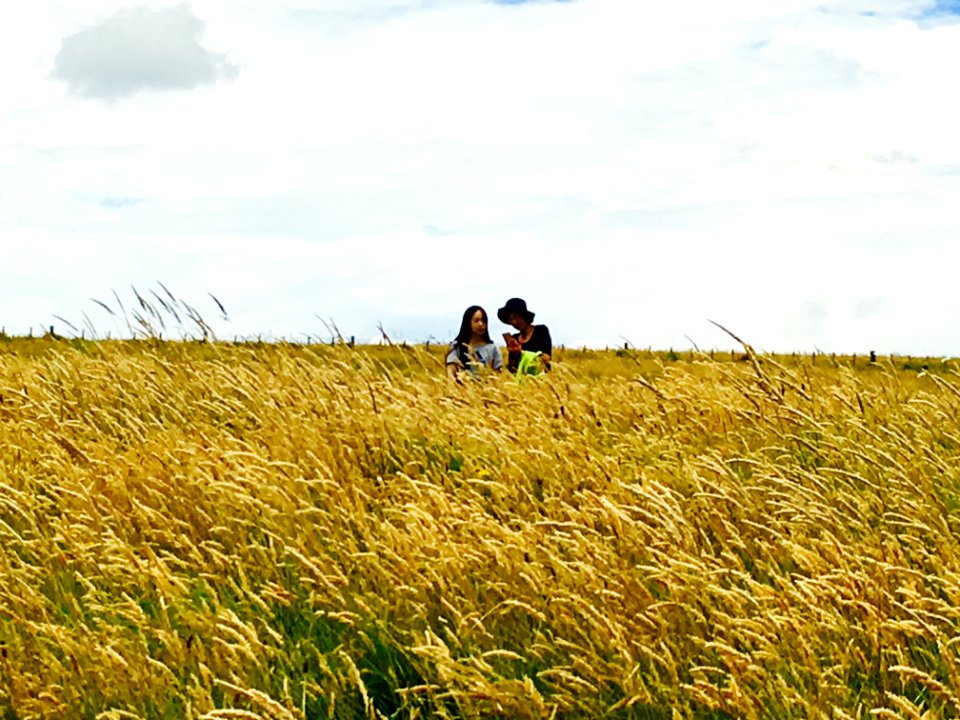 Ladies in golden  field