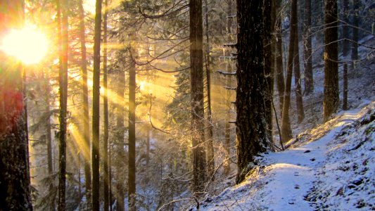 Winter Sunset on Proxy Falls Trail, Willamette National Forest photo