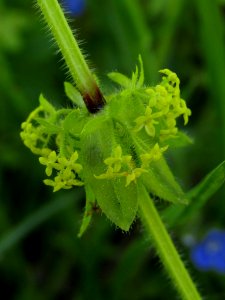 Gaillet croisette (Cruciata laevipes)