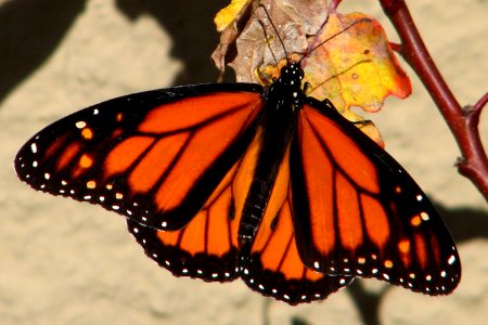 monarch butterfly