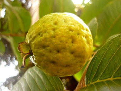 Guayaba 08