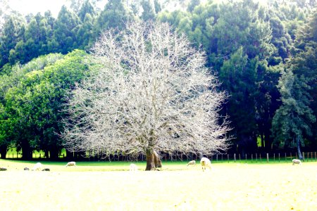 Ghost Tree photo