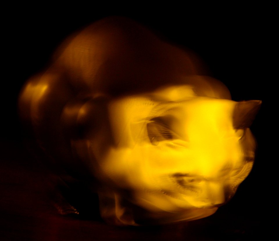 blurred glowing glass cat