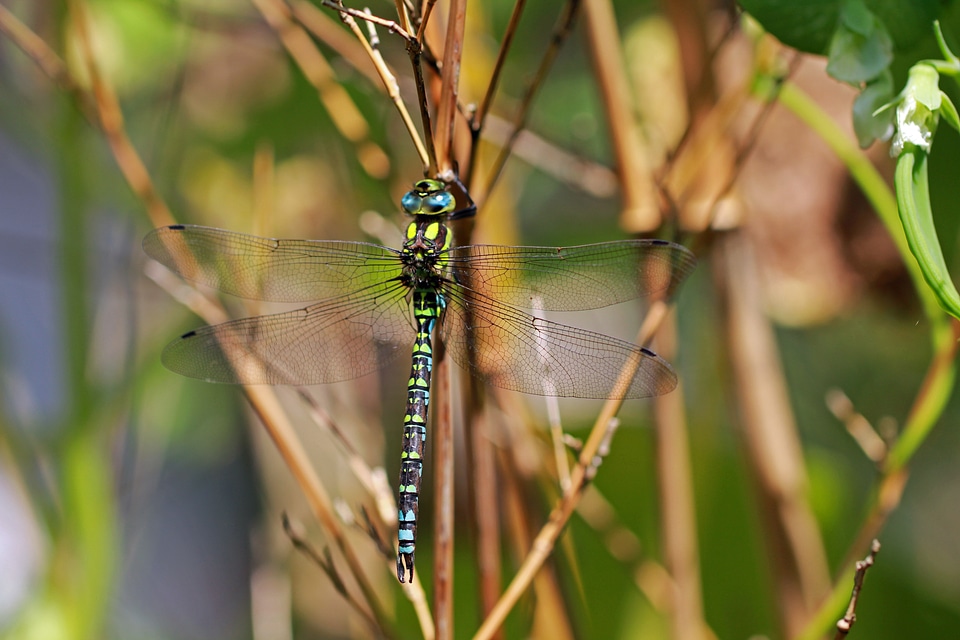 Animals dragonfly blade of grass
