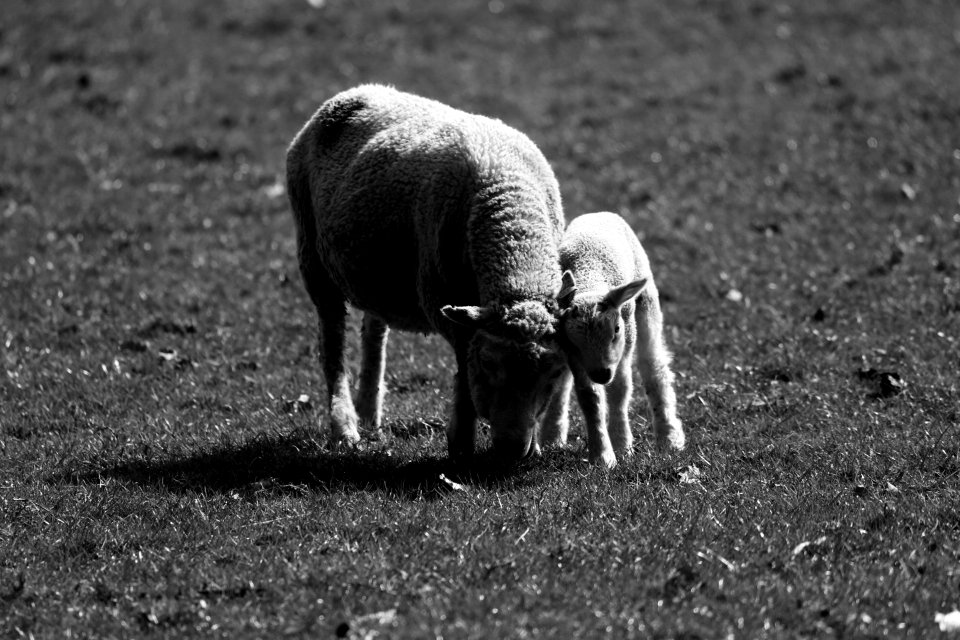 For the Love of A Mother