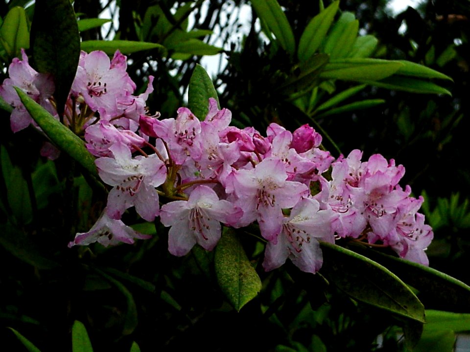 Pacific Rhododendron Close-Up-Olympic