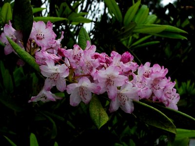 Pacific Rhododendron Close-Up-Olympic