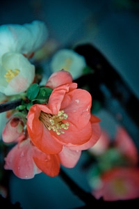 White pink spring