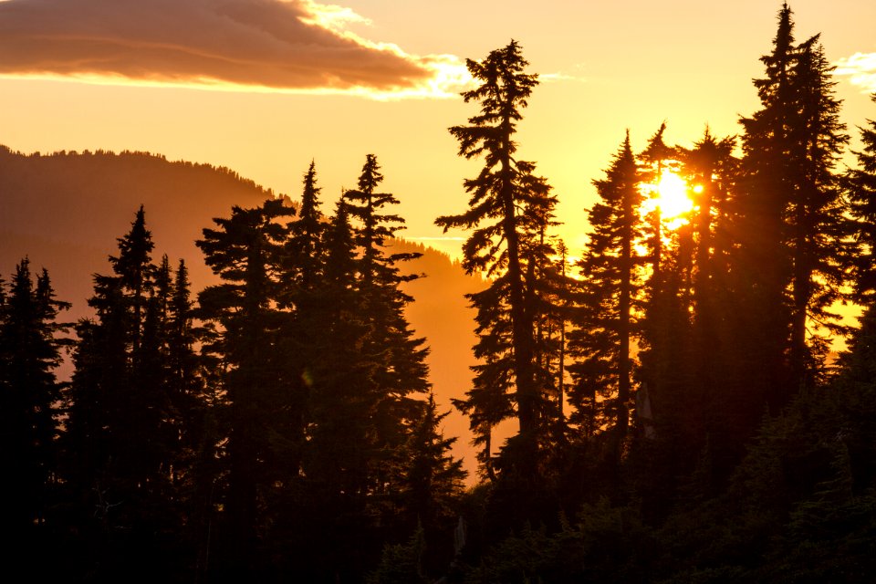 Sunset Forest Silhouette, Mt Baker Snoqualmie National Forest