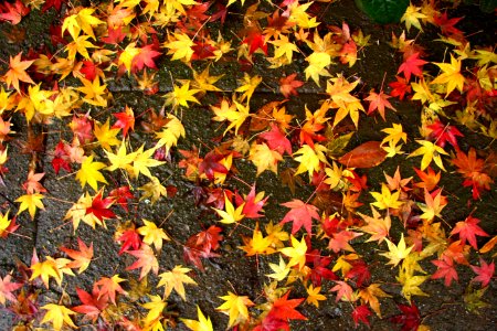 colorful leaves 2 photo