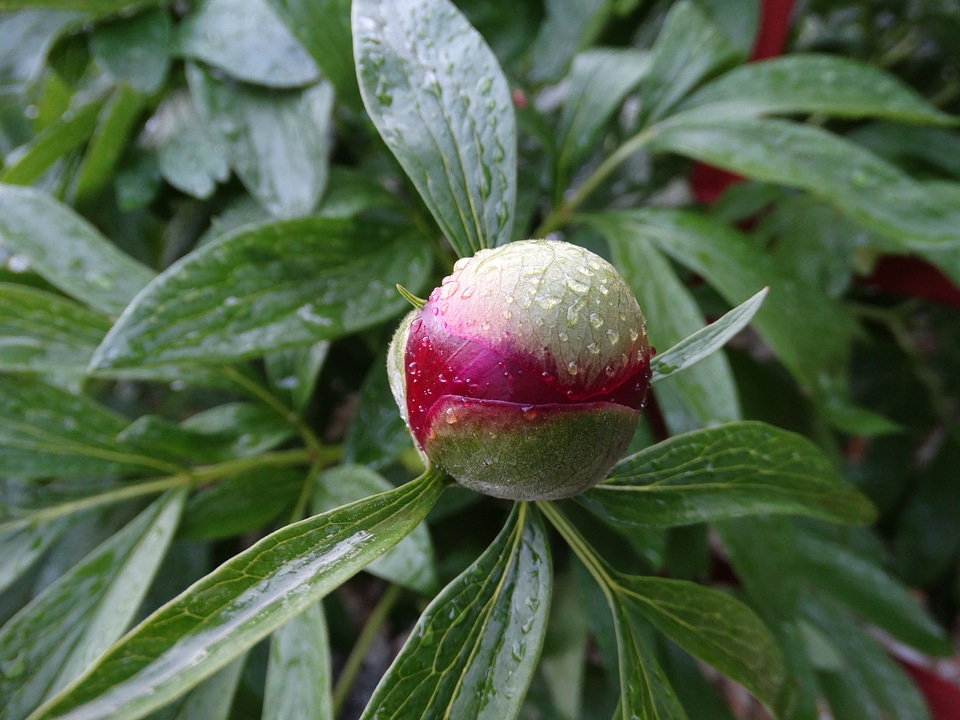 A garden plant garden spring