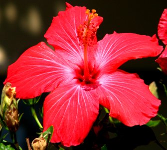 red hibiscus photo