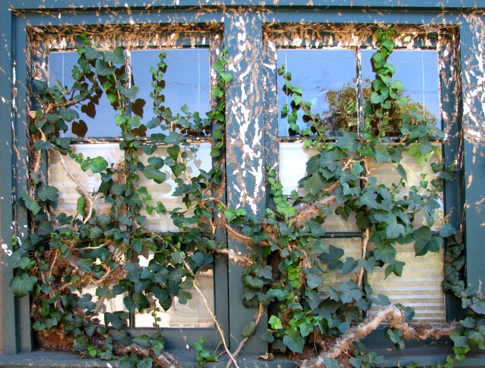old windows with ivy
