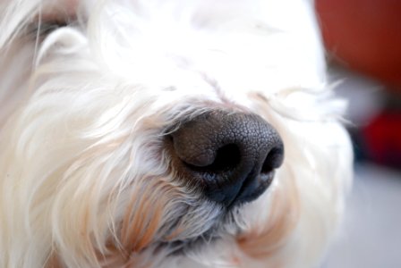 Dog Nose photo