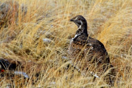 Sage Grouse in Field-Fremont Winema photo