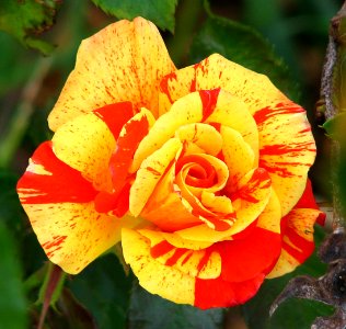 red-and-yellow striped rose photo