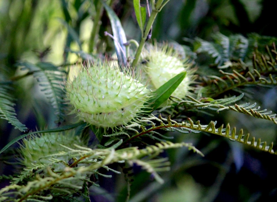 Green delight , New life