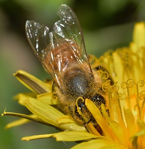 Apis mellifera pollen photo