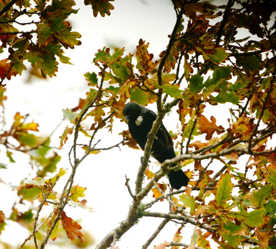 Autumn Golden delight, Tui in sight photo