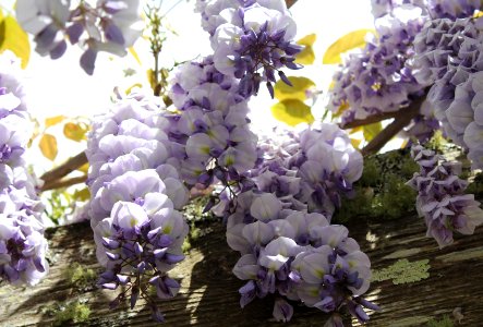 Wisteria Hysteria