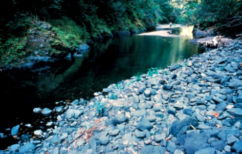 Stream in the Grassy Knob Wilderness, Rogue River Siskiyou National Forest photo