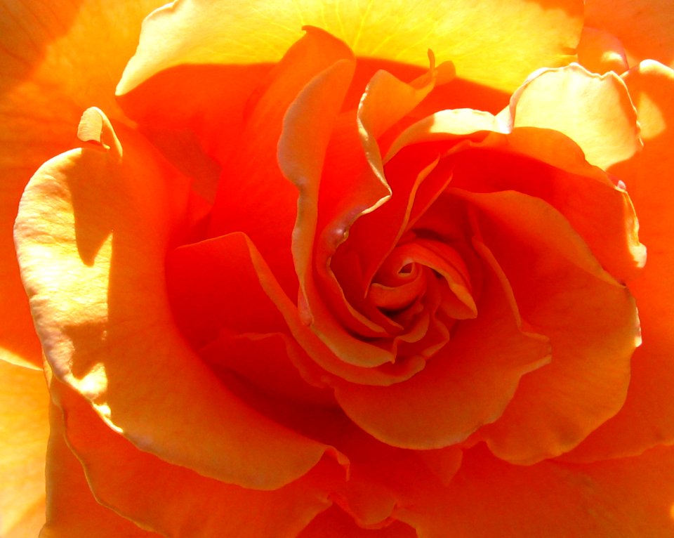 center of orange rose