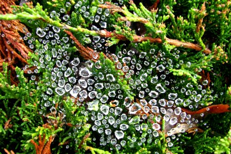 water drops on spiderweb 1 photo