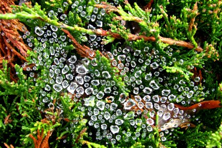 water drops on spiderweb 1