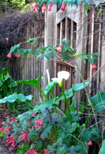 gate to Secret Garden photo