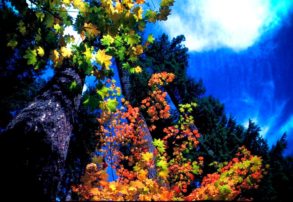 Fall Colors and Old Growth, Willamette National Forest