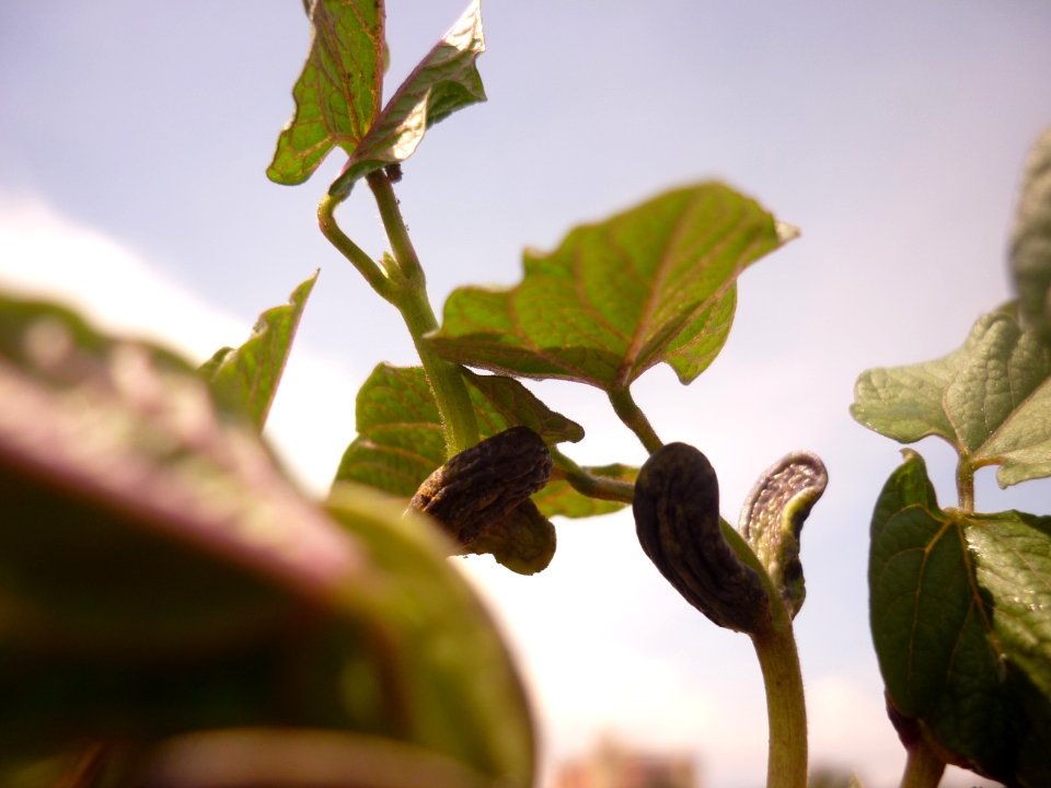 Phaseolus vulgaris