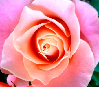 colour me pink