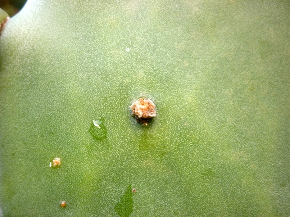 Opuntia boldinghii 3