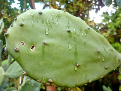 Opuntia boldinghii 2