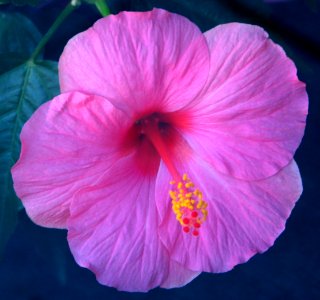 pink hibiscus 2 photo