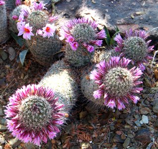 cacti with pink flower crowns