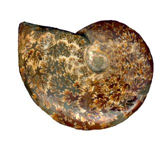 ammonite 1 photo