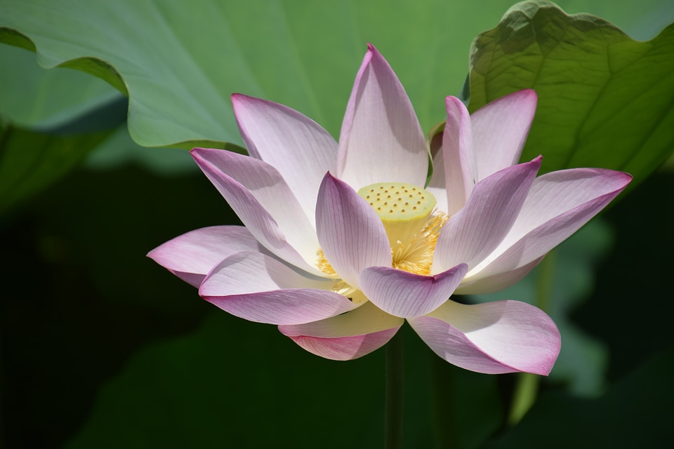 Lotus flower plant