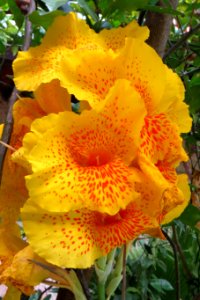 yellow-and-red cannas photo