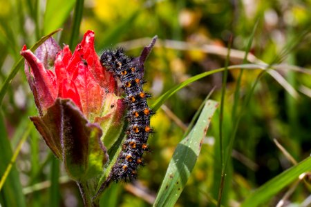 Large Caterpillar on Wildflower, Mt Baker Snoqualmie National Forest