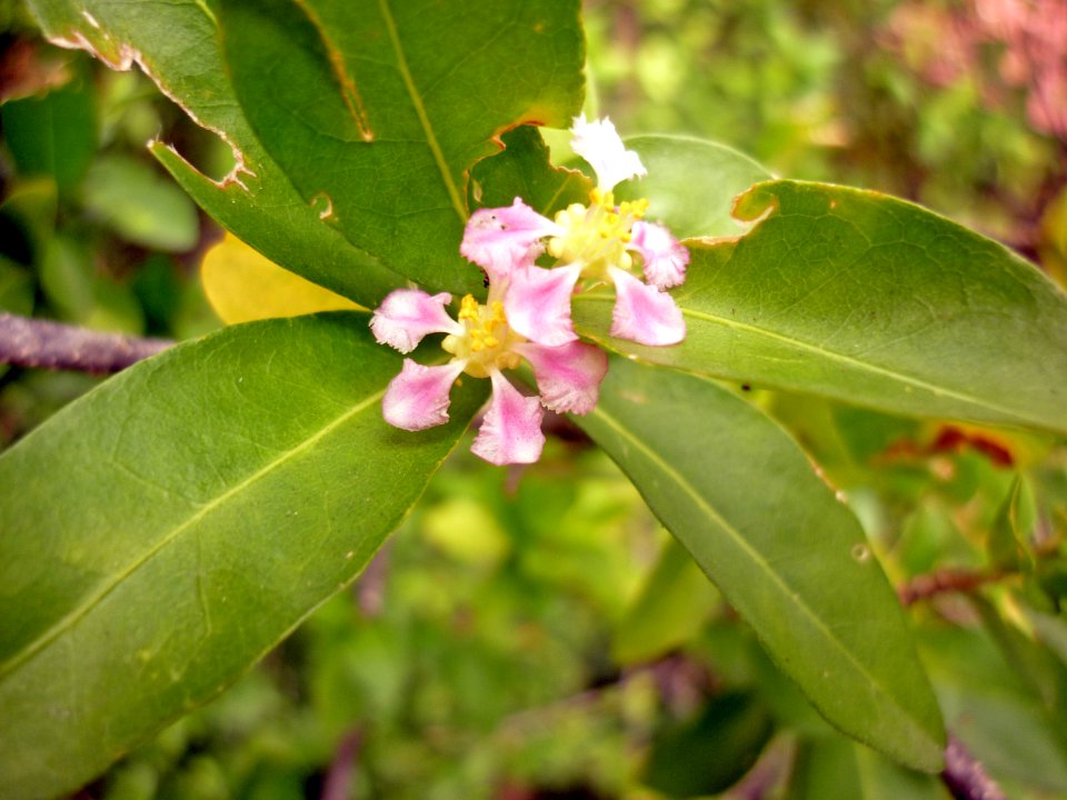 Semeruco