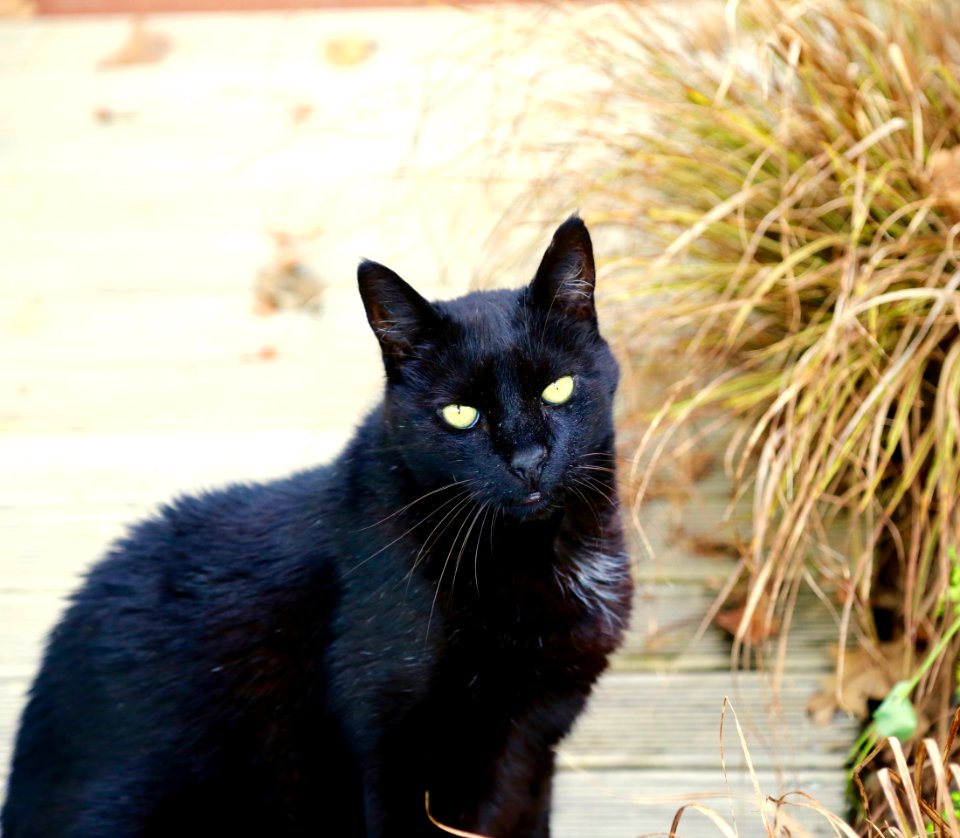 Black Beauty