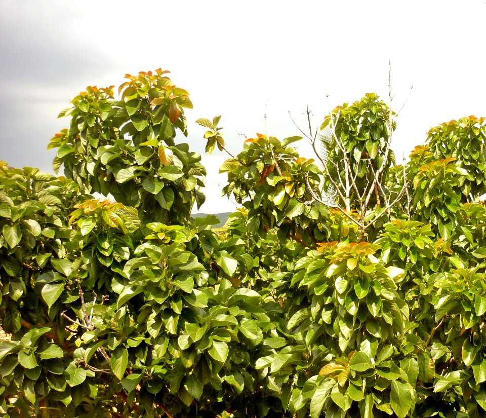 Persea americana Aguacate 1
