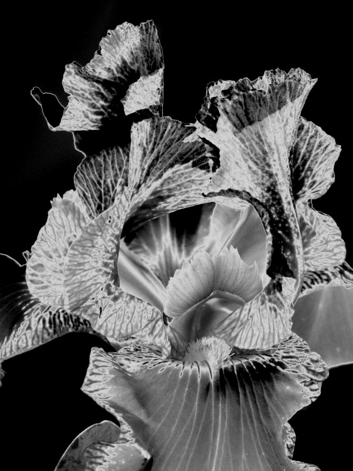 iris closeup, solarized