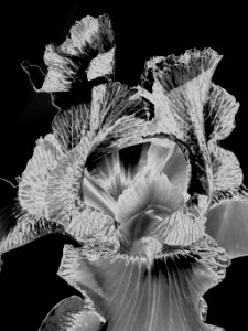 iris closeup, solarized