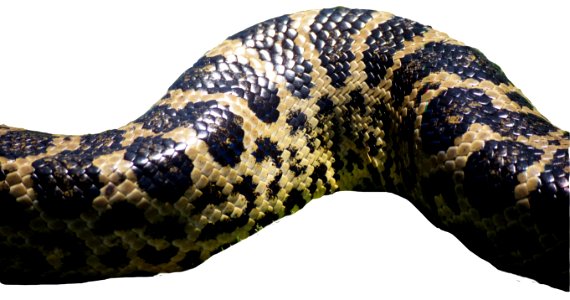 snakeskin texture photo