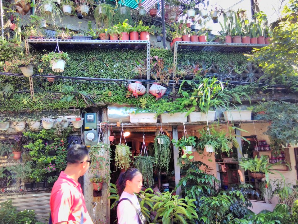 Fassadenbegrünung in Jiufen