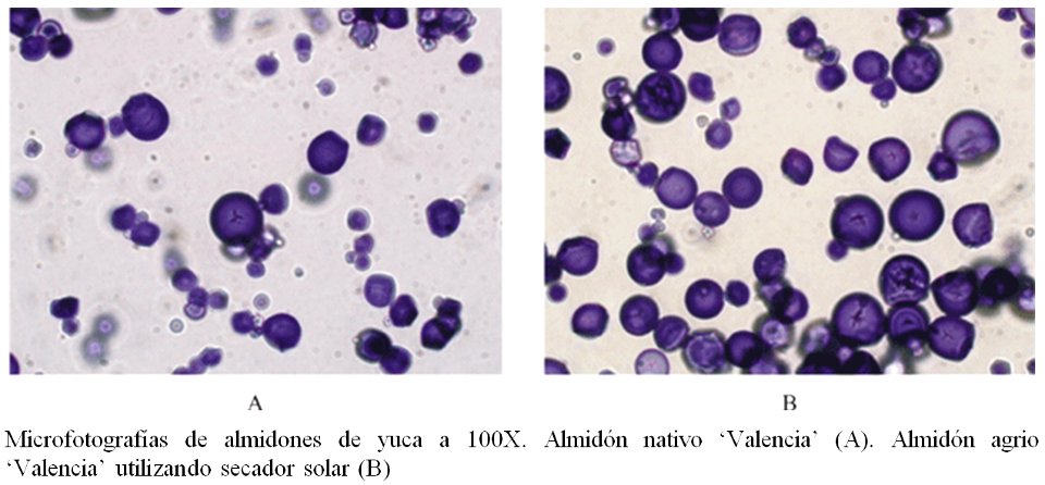 Microfotografías de almidones de yuca